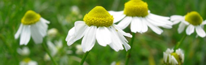 mijn achtergrond.jpg